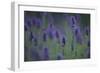 Betony (Stachys Sp) Flowers, Central Moldova, July 2009-Geslin-Framed Photographic Print