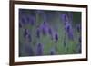 Betony (Stachys Sp) Flowers, Central Moldova, July 2009-Geslin-Framed Photographic Print