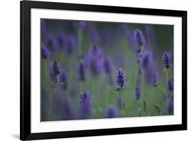 Betony (Stachys Sp) Flowers, Central Moldova, July 2009-Geslin-Framed Photographic Print