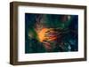 Betsiboka River, Madagascar. Satellite View. Colorful Collage. Elements of this Image Furnished by-Elen11-Framed Photographic Print