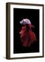 Betta Fish, Indonesia-Kuritafsheen-Framed Photographic Print