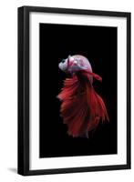 Betta Fish, Indonesia-Kuritafsheen-Framed Photographic Print