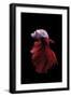 Betta Fish, Indonesia-Kuritafsheen-Framed Photographic Print