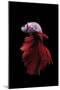 Betta Fish, Indonesia-Kuritafsheen-Mounted Photographic Print