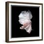 Betta Fish,Siamese Fighting Fish in Movement Isolated on Black Background-Nuamfolio-Framed Photographic Print