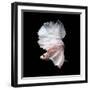 Betta Fish,Siamese Fighting Fish in Movement Isolated on Black Background-Nuamfolio-Framed Photographic Print