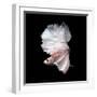 Betta Fish,Siamese Fighting Fish in Movement Isolated on Black Background-Nuamfolio-Framed Photographic Print
