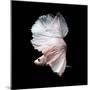 Betta Fish,Siamese Fighting Fish in Movement Isolated on Black Background-Nuamfolio-Mounted Photographic Print