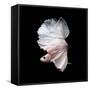 Betta Fish,Siamese Fighting Fish in Movement Isolated on Black Background-Nuamfolio-Framed Stretched Canvas