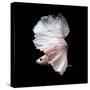 Betta Fish,Siamese Fighting Fish in Movement Isolated on Black Background-Nuamfolio-Stretched Canvas