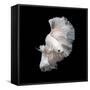 Betta Fish,Siamese Fighting Fish in Movement Isolated on Black Background.-Nuamfolio-Framed Stretched Canvas