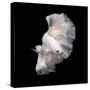 Betta Fish,Siamese Fighting Fish in Movement Isolated on Black Background.-Nuamfolio-Stretched Canvas