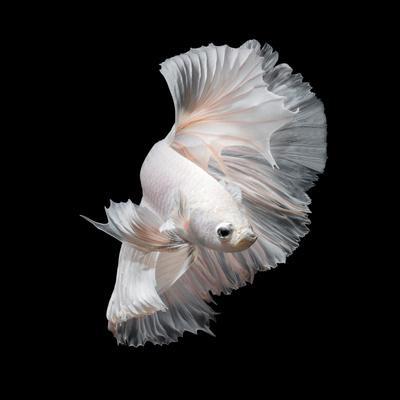 Betta fish cheap black and white