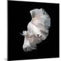 Betta Fish,Siamese Fighting Fish in Movement Isolated on Black Background.-Nuamfolio-Mounted Photographic Print