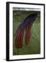 Betta Splendens (Siamese Fighting Fish) - Male Building its Bubble Nest-Paul Starosta-Framed Photographic Print