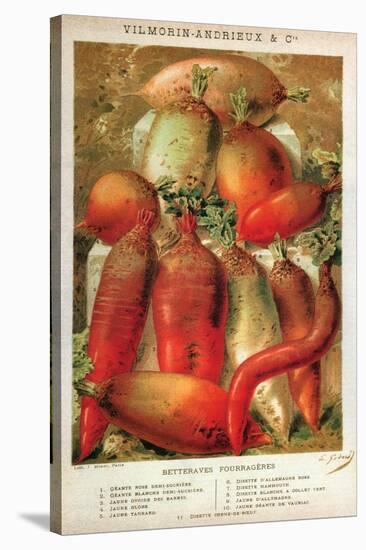 Betteraves Fourragers - Tuber Vegetables-Philippe-Victoire Leveque de Vilmorin-Stretched Canvas