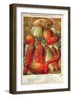 Betteraves Fourragers - Tuber Vegetables-Philippe-Victoire Leveque de Vilmorin-Framed Art Print