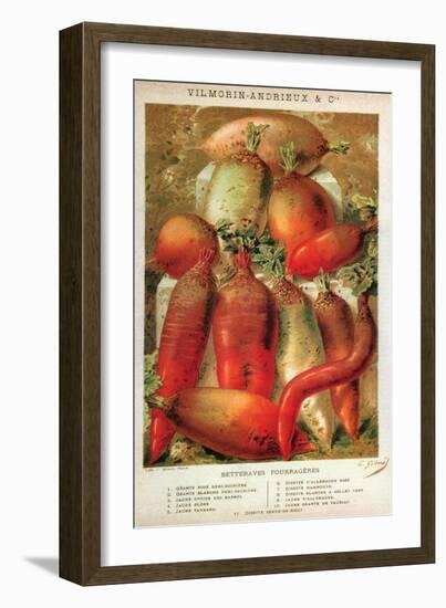 Betteraves Fourragers - Tuber Vegetables-Philippe-Victoire Leveque de Vilmorin-Framed Art Print