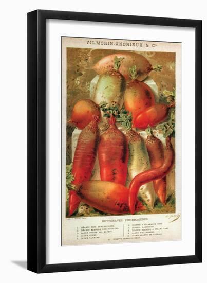 Betteraves Fourragers - Tuber Vegetables-Philippe-Victoire Leveque de Vilmorin-Framed Art Print