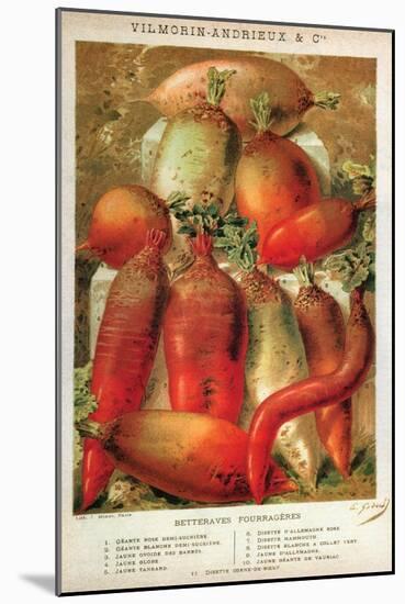 Betteraves Fourragers - Tuber Vegetables-Philippe-Victoire Leveque de Vilmorin-Mounted Art Print