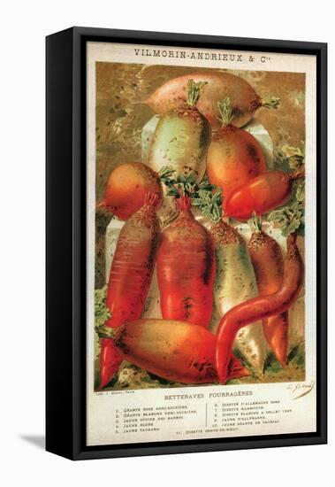 Betteraves Fourragers - Tuber Vegetables-Philippe-Victoire Leveque de Vilmorin-Framed Stretched Canvas