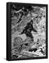 Essential Black