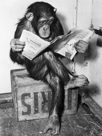 Chimpanzee Reading Newspaper