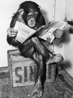 Chimpanzee Reading Newspaper by Bettmann