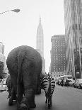 Circus Animals on 33rd Street-Bettmann-Photographic Print
