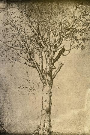 Drawing a Tree by Leonardo da Vinci