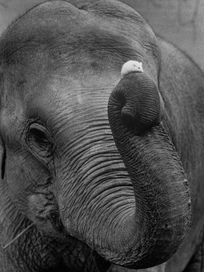 Photographic Print, , large