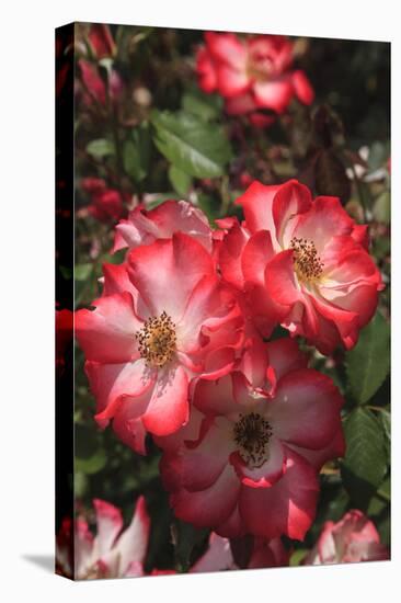 Betty Boop rose is a hybrid rose with a moderately fruity aroma.-Mallorie Ostrowitz-Stretched Canvas