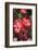 Betty Boop rose is a hybrid rose with a moderately fruity aroma.-Mallorie Ostrowitz-Framed Photographic Print