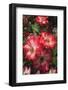 Betty Boop rose is a hybrid rose with a moderately fruity aroma.-Mallorie Ostrowitz-Framed Photographic Print