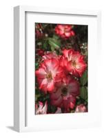 Betty Boop rose is a hybrid rose with a moderately fruity aroma.-Mallorie Ostrowitz-Framed Photographic Print