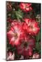 Betty Boop rose is a hybrid rose with a moderately fruity aroma.-Mallorie Ostrowitz-Mounted Photographic Print