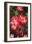 Betty Boop rose is a hybrid rose with a moderately fruity aroma.-Mallorie Ostrowitz-Framed Photographic Print