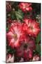 Betty Boop rose is a hybrid rose with a moderately fruity aroma.-Mallorie Ostrowitz-Mounted Photographic Print