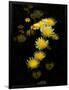 Gramercy Black
