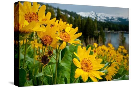 Stretched Canvas Print, , large