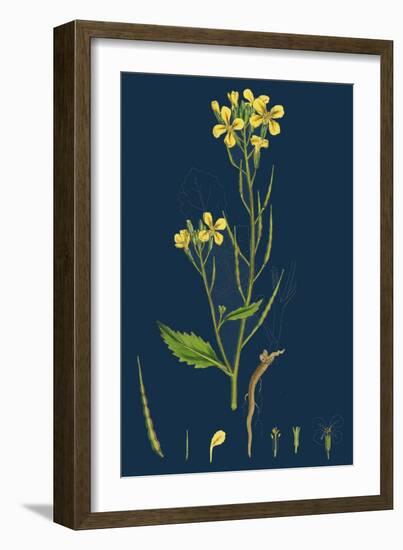 Betula Verrucosa; White Birch-null-Framed Giclee Print