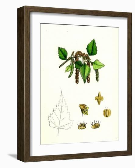 Betula Verrucosa White Birch-null-Framed Giclee Print