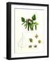 Betula Verrucosa White Birch-null-Framed Giclee Print