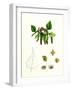 Betula Verrucosa White Birch-null-Framed Giclee Print