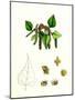 Betula Verrucosa White Birch-null-Mounted Giclee Print