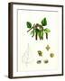 Betula Verrucosa White Birch-null-Framed Giclee Print