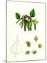 Betula Verrucosa White Birch-null-Mounted Giclee Print