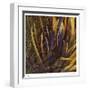 Between the Leaves-Jan Wagstaff-Framed Limited Edition