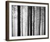 Between the Trees-Mikael Svensson-Framed Giclee Print