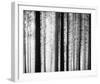 Between the Trees-Mikael Svensson-Framed Giclee Print